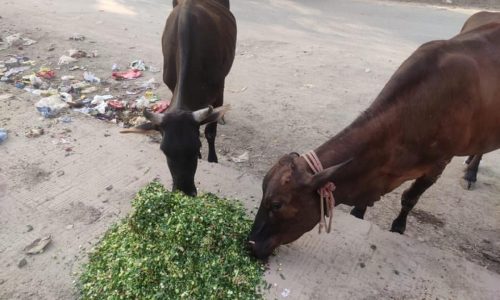 WhatsApp Image 2026-04-10 at 12.02.30 AM