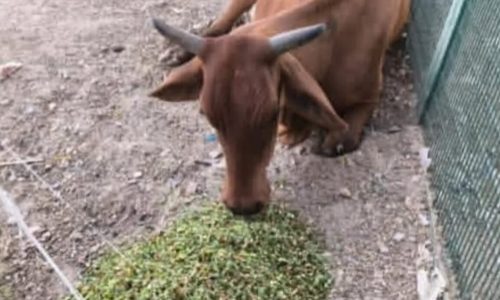 WhatsApp Image 2026-04-10 at 12.02.35 AM